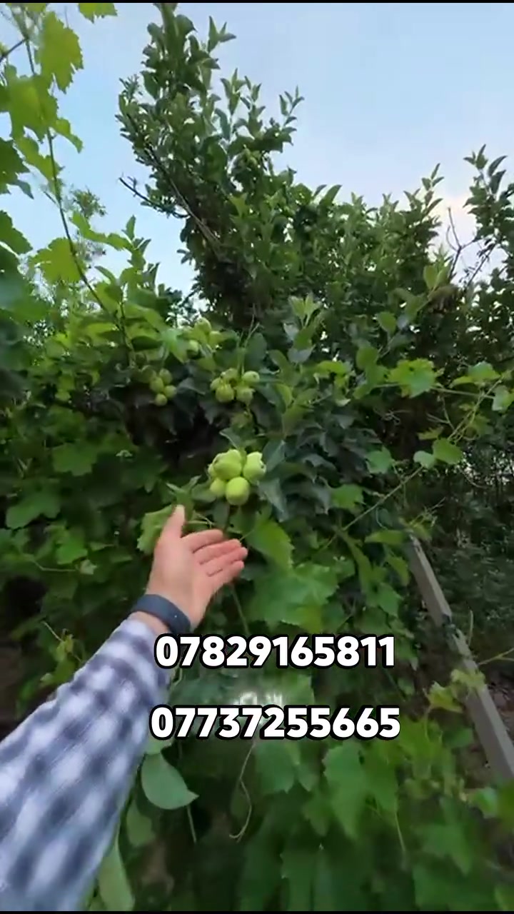 🌹منتجع لارين
المنتجع موثق في تطبيق مزارع وشاليهات بلد 

إحجز مزرعتك وتمتع بالخصوصية التامَّة 🥰

يتوفرُ جميعُ الخدمات التي تخطرُ على بالكم مع أجواءِ الطبيعةِ الخلابةِ الساحره 😎

مميزاتُ منتجع لارين 

1. مساحة المنتجع..... 2000متر 

2.التيار الكهربائي على مدار 24 ساعةٍ كاملة دون إنقطاع ويتوفرُ فيه مولدة كهربائية تعملُ بنظام التشغيل الأوتوماتيكي ☺️

3.مسبح خاص للأطفال 👧 👦 

4.مسبح خاص للكبار حجم 10 في 8 متر 

5.يحتوي منتجعنا على ألعابٍ للكبار (( منضدة 🏓 + فيشه ))

6.صالة كبيرة مؤثثة ومكيفة +2 غرفة نومة ومكيفة + مطبخ  مؤثث بشكلٍ كامل 😍

7.جلساتٌ خارجية من الطراز الفاخر جداً 
 

8.مكانٌ مخصص للشواء مجهز بجميع الإحتياجات الخاصة لذلك 😍

9.مجموعة صحيات داخلية وخارجية متكاملة 

علماً يتم تعقيم المكان بشكلٍ كامل بعد كل إستخدام 😷 

إحجز ☀️ إسبح 🏊 إشوي 🐟 وإقض أحلى وأمتع الأوقات مع عائلتك في أجواءٍ صيفية جميلة 

#العنوان_صلاح_الدين_قضاء_بلد.. 

للحجز والإستفسار 
الاتصال على الارقام التاليه
***********
 ***********.
