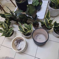 وجبه جديده من الزرع ياسعار مناسبه جلد النمر سعره 6000 المطاط سعره6000 ...