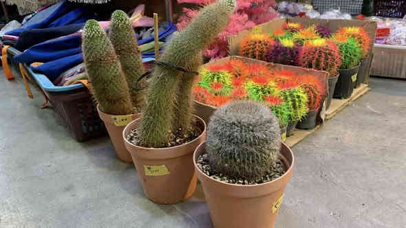 سلام عليكم 
 بابەتی تازەمان بۆهاتوە سەردانمان کەن ناونیشان:سلێمانی سەرچنار بەرامبەر مزگەوتی مەشخەڵان 
وصلتنا بضاعة جديدة اهلا وسهلا بكم 
سليمانية سرجنار مقابل جامع مشخلان 
واتساب ***********
