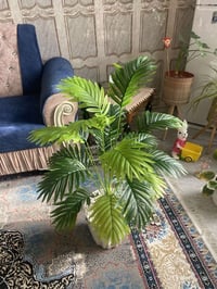 اشجار السايكس • حجم كبير • توصيل