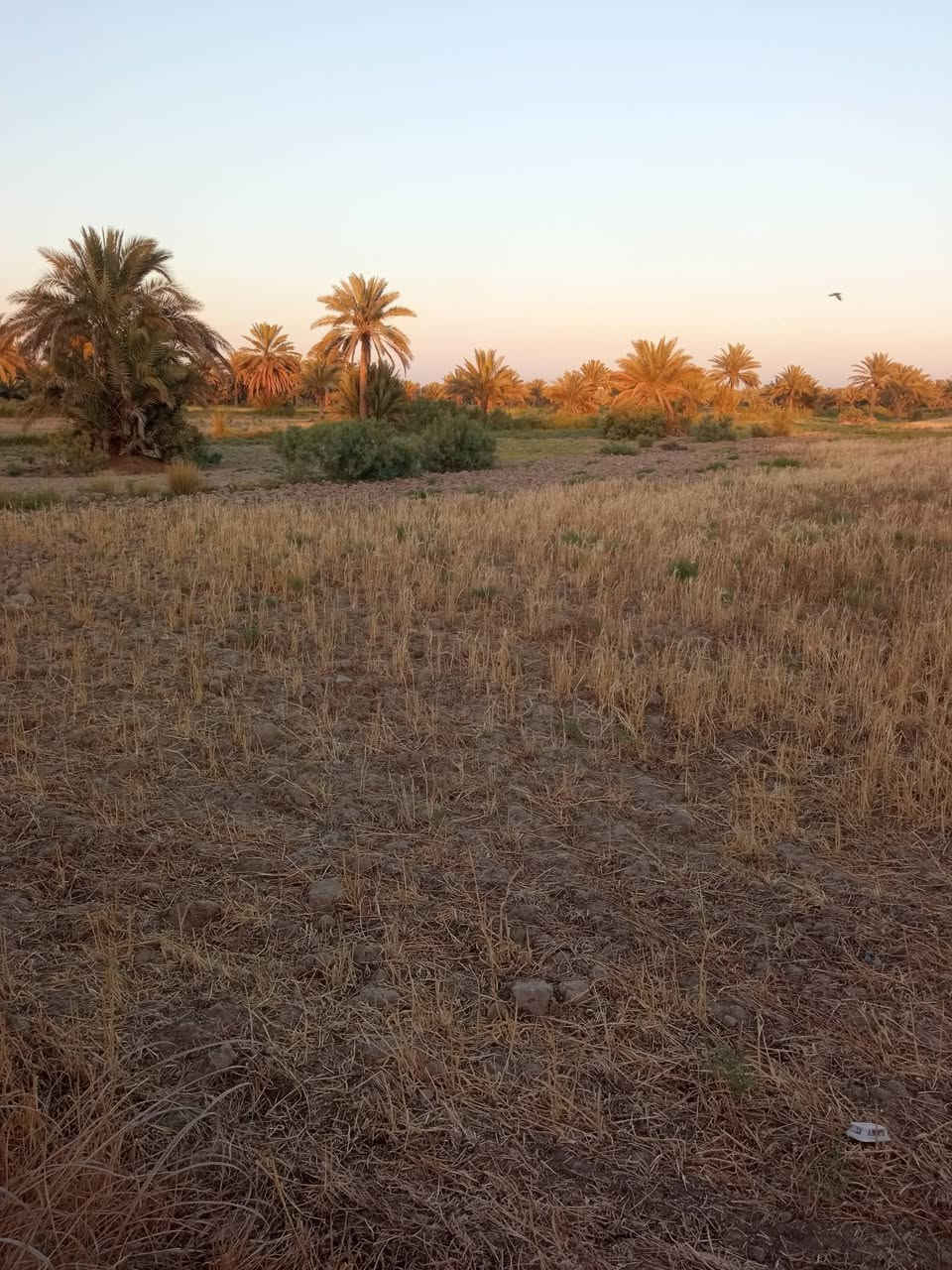 السلام عليكم قطعه ارض للبيع مساحه 2 دونم و 300 متر الواجه 25 متر موقع الارض شارع الرابط بين تقاطع العلويه شريفه ع و طويريج منطقة الدسميه قريبه على شارع الزوار الرئيسي طابو زراعي سند 25 تحويل مباشر خدمات كامله ماء اساله والكهرباء وماء سقي وجه على البزل ارض حلوه 

الاستفسار.    ***********
