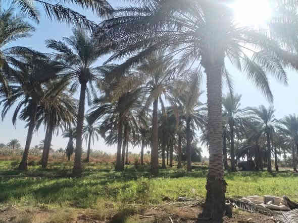 تحطــيــم.. وتفليش...الاسعار.... وابسعار ارخص من السسسسوك وبلاش. وفقط عند القيسي وبس..... 

دوووووانم للبيع.... 6دواااانم طابووووو زراعي وعلى الشارع الفرعي. على طريق سدة محاويل.... شارع اولاد الكلظم.... وتوجد فيها كافة الخدمه.... وعلى التبليط. وتجي وشوف بنفسك افضل... 

ومخدومة.... وتوجد فيها. نخل اكثر من 60نخلة... السعر الدوووونم الواحد 20مليون... وبي مجال... اي استفسار اتصل ***********

***********

لسنا الوحدين ولكننا الافضل
