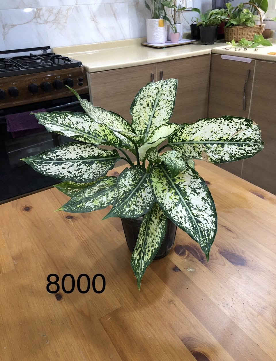 بۆ فرۆشتن گەیاندنمان هەیە


**إذا كنت صاحب هذا الإعلان وتريد حذفه لأي سبب، رجاءا أرسل رسالة إلى الدعم الفني**