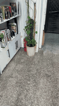 � فاترينات + ميز حاسبة + قنفة للبيع
📍 بغداد – حي الحسين قرب العامرية
للبيع فاترينات عرض مع ميز حاسبة وقنفة بحالة ممتازة، مناسبة للمحال، المكاتب، الستوديوهات، والمعارض.
🧼 نظيفة وجاهزة للاستخدام مباشرة.
📞 للتواصل
***********
