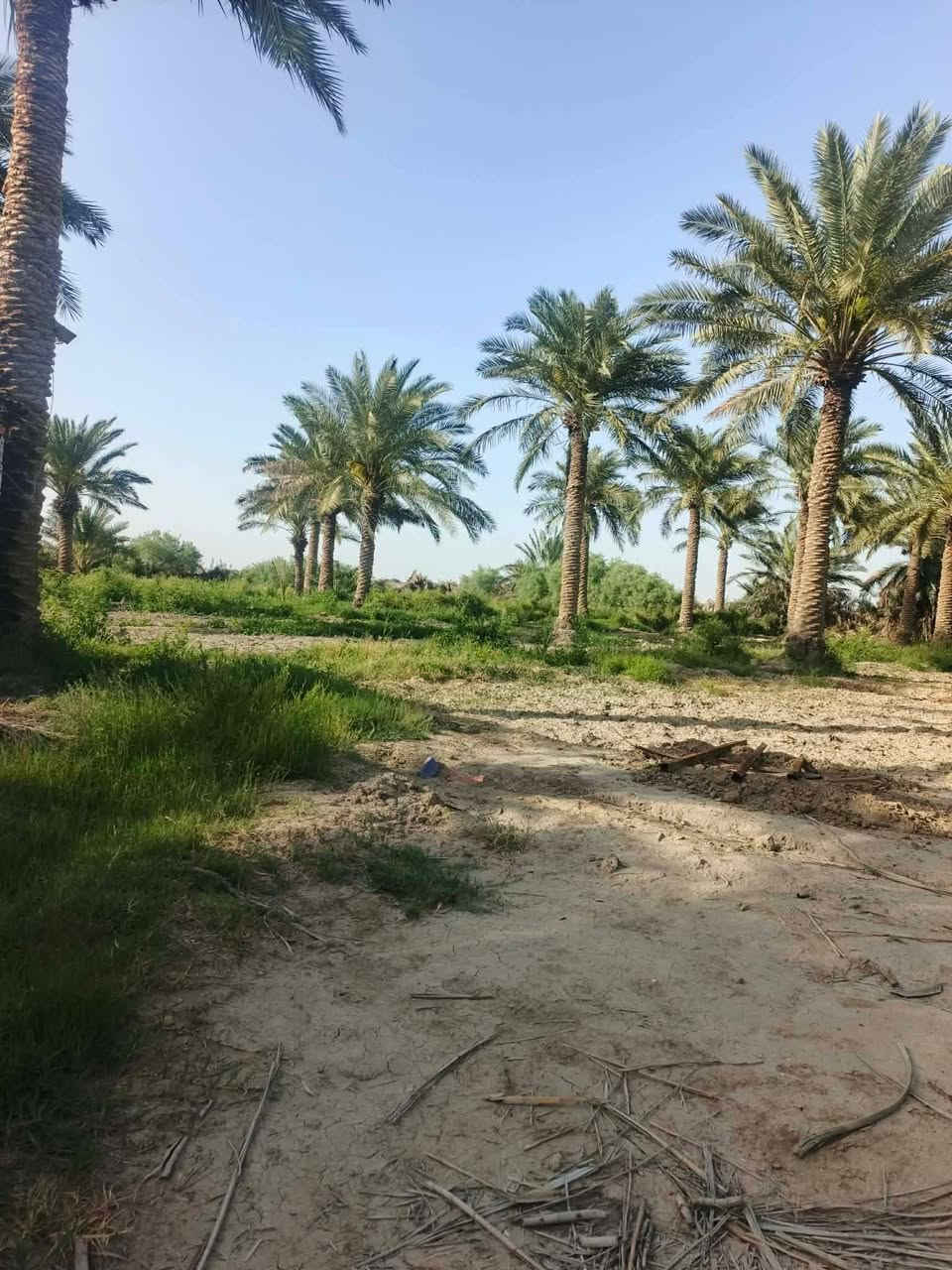 للبيع ارض شاطيه سند 25 مساحتها3000 متر موقع مميز جدا 
موقعها مدخل برنون تبعد عن الشارع العام مايقارب 400متر 

مواصفات الأرض واجهة 95 متر شارع الأمامي 10 متر  علماً ان الأرض مزروعة نخيل


**إذا كنت صاحب هذا الإعلان وتريد حذفه لأي سبب، رجاءا أرسل رسالة إلى الدعم الفني**