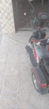 دراجة شحن • للمعوقين • كربلاء طويريج