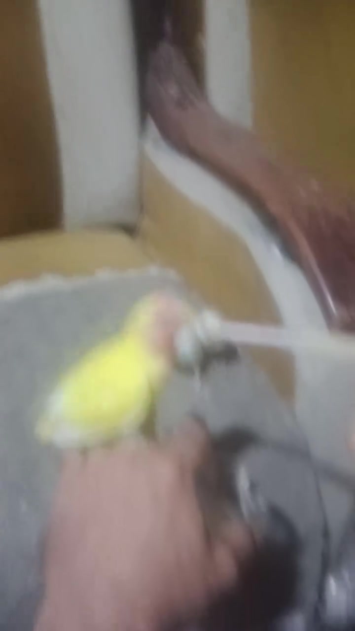 غنادير اليفه
المكان بصره الحكيميه متوفر توصيل 
***********
