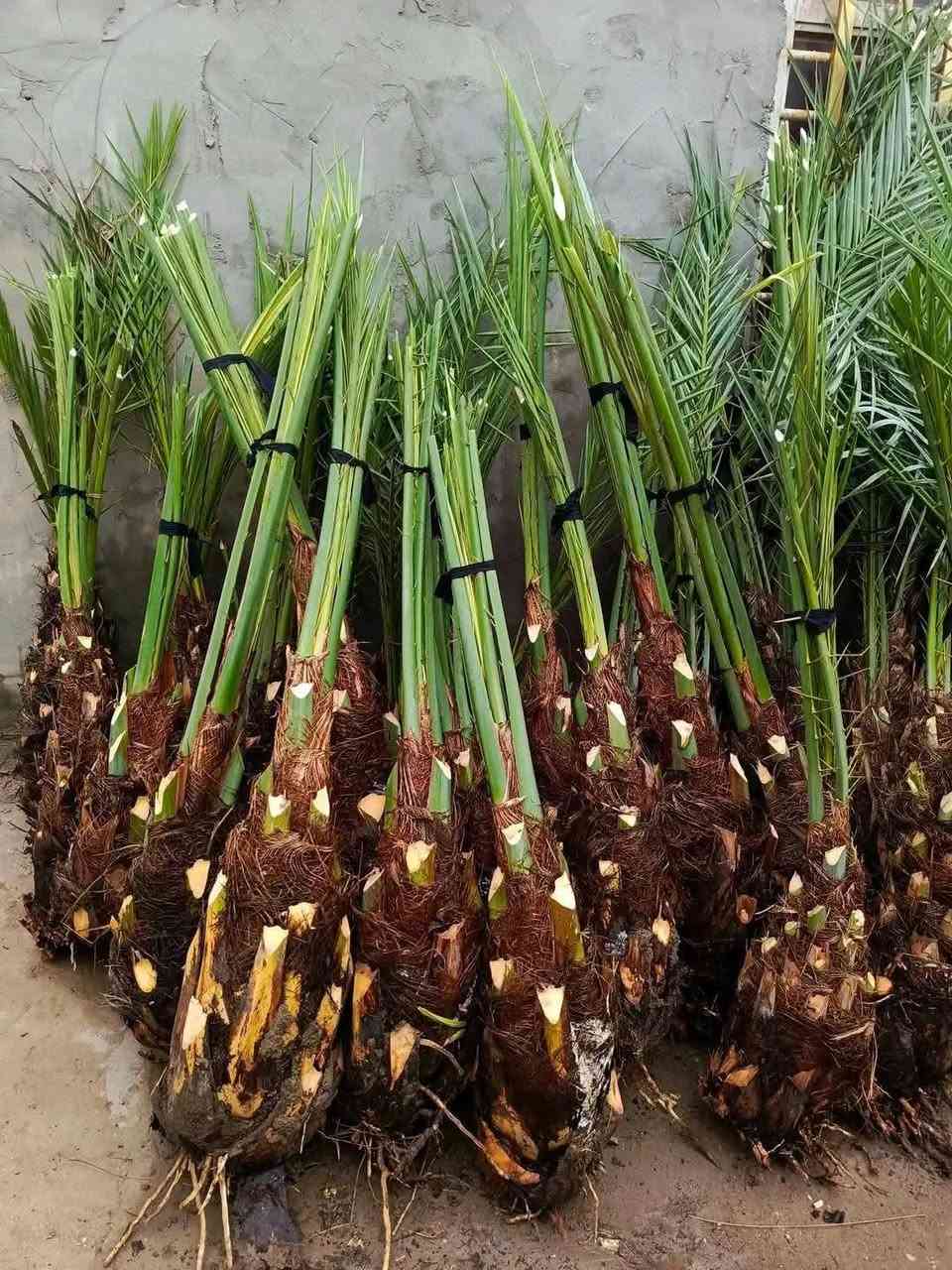 سلام عليكم
بعد اذن مسؤل الكروب 
يوجد نخل برحي  حمال فسائل 
نخل مجھول حمال فسائل 
نخل لؤلؤي حمال فسائل 
شرط نفس الصورھ والضمان رسمي موثق بوصل 
للأستفسار واتساب فقط ***********ابوھشام
