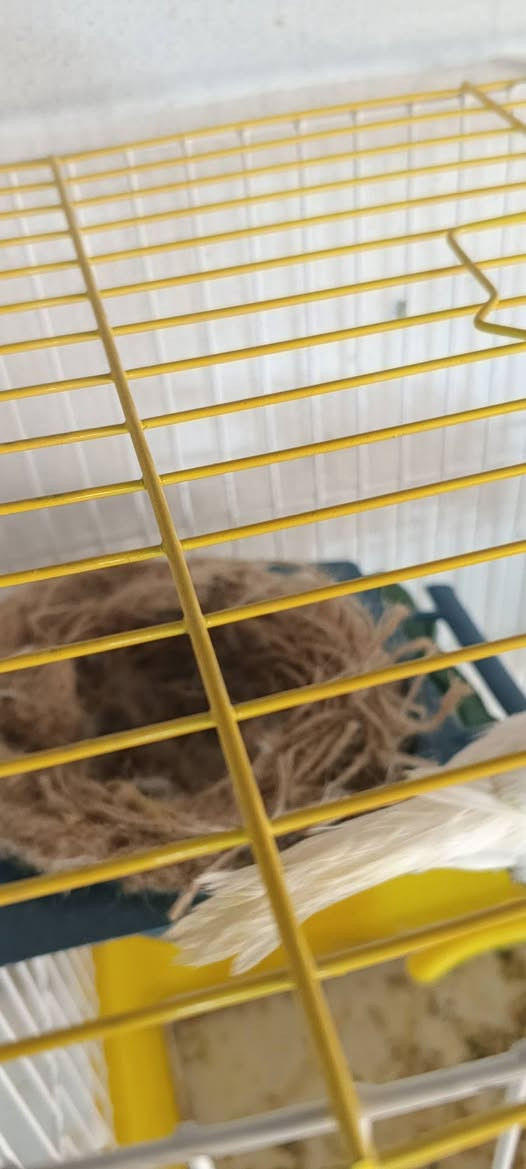 متاح طيراه وفحل الفحل ابيض فول والطيره ريد بلاك ع وجه مبياض الفحل ويا الطيره فول سعر 70مكان نجف حي الميلاد ***********
