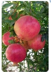 مشتل الجمعية • رمان وندر فول • ارتفاع ١م