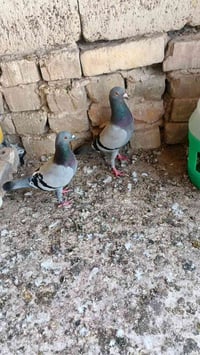زواجل • ٨ طيره • نهروان الشمري