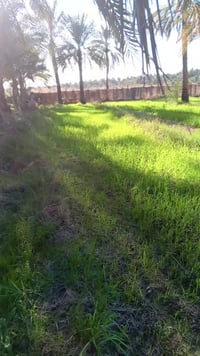 حله • ٢٧٠٠م • سند ٢٥