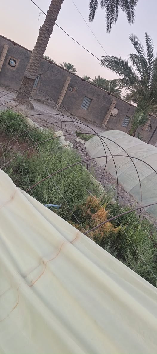 السلام عليكم ورحمة الله وبركاته بيوت للبيع العدد ١٢ بيت عرض البيت ٣.٥٠ متر والطول ١٥ متر والارتفاع ٢ متر النايلون درجة اولى استخدام موسم واحد بعدهن جديدات ما بيهن اي ثقب الشيش ما اعرف حجمة بالضبط موجود بالصور  وياه سيم  يعني البيوت جاهزات بس تنصب السيم ايضا موضح بالصور نوعيته سيم مغلون  اكو بيوت بعدهن ما مشدودات سيمهن وشيشهن ونايلونهن كله جديد ما مستخدم نهائيا وياهن لفة نايلون  ما مستخدمة سعرهن كلهن ب مليونين ونصف وبيه مجال كلش قليل حگ الجيه للحاب يشتري او يستفسر يتواصل على الخاص او على الرقم التالي *********** يوجد واتساب
