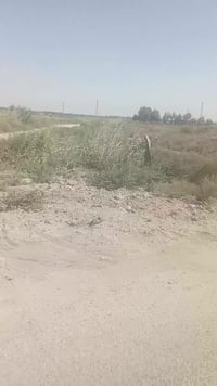 ٧ دونم • حله سيف سعد ورديه • طابو زراعي