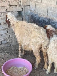 فطايم ٢ • حامل شهرين ونص • ديالى الوجيهية