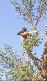 نشتري جميع انواع الشجار نبك كابرس اي شجره نكص 07843393535