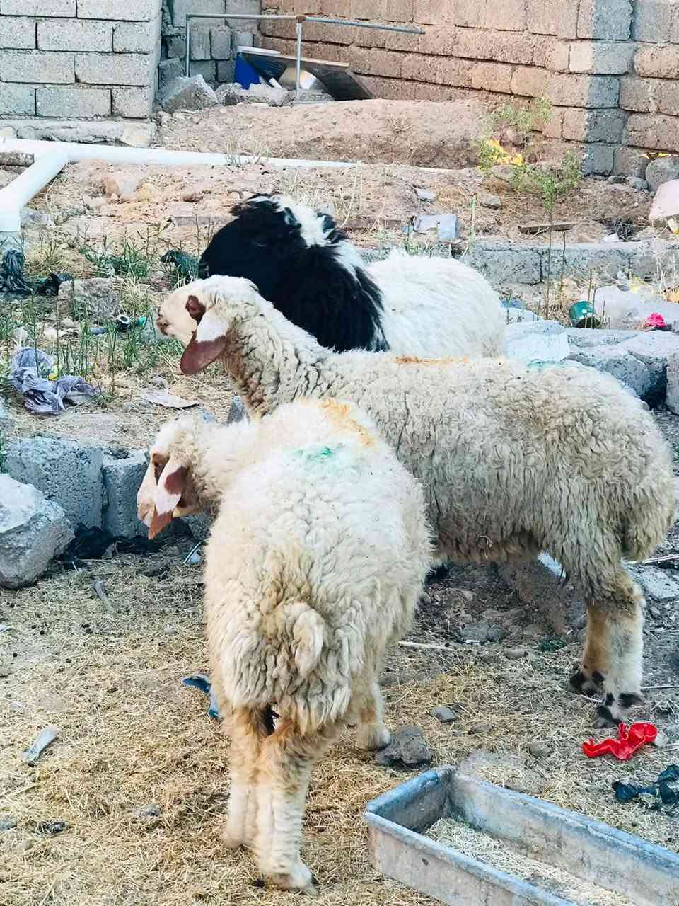 السلام عليكم دجات للبيع بعدهن مامبدلات نظاف مالات جنية السعر خاص الاتصال على الرقم ***********
