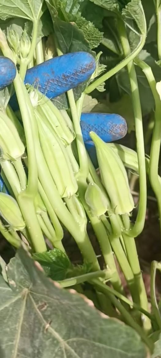 بذوربانيه متعهدبيهدرجهاولئنوعيه الي وولبذورالعبير***********
