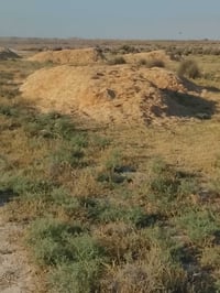 تبن • كنعان