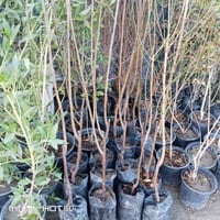 مشتل • حمضيات • شارع العام