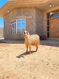 جذعه • حليب اول بطن • حديثه