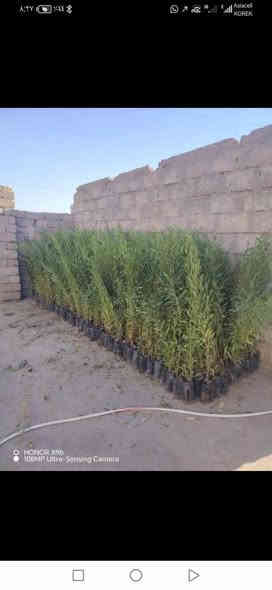 السلام عليكم
ددونيه ارتفاع من متر لى متر ونص
اسعار منسابه
اكو ب ٥٠٠
وكو ب ٧٥٠
***********
***********
من رخصت لادمن
