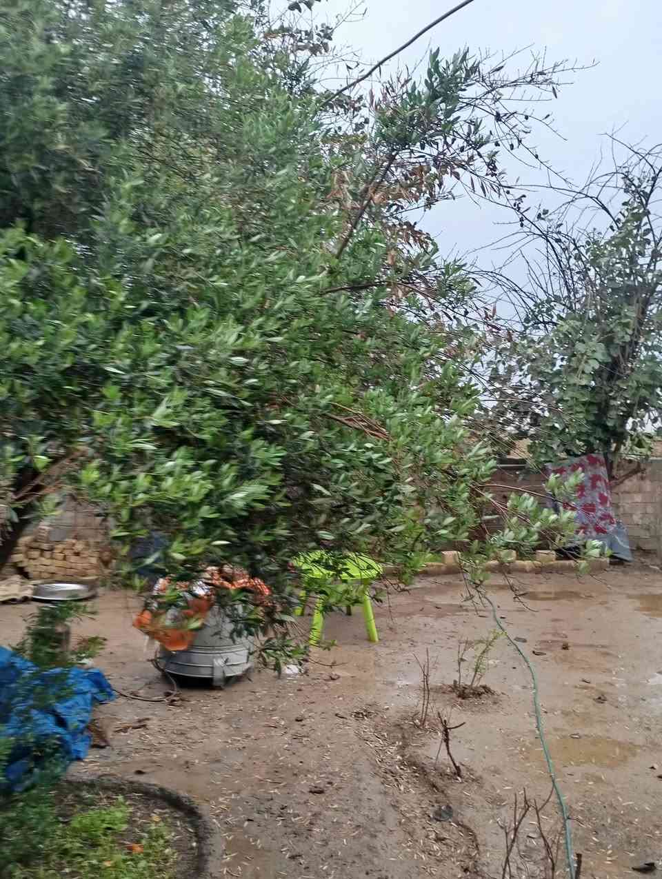 سلام عليكم الدار للبيع المساحه 500متر
طابو زراعي سند 25 تحويل ثاني يوم 
البناء 200 متر وبصفه قطعه 300
في المحموديه قريه بيت اشنيتر 
البيت بناء حديث درجه اولى 
الاستفسار على ***********
