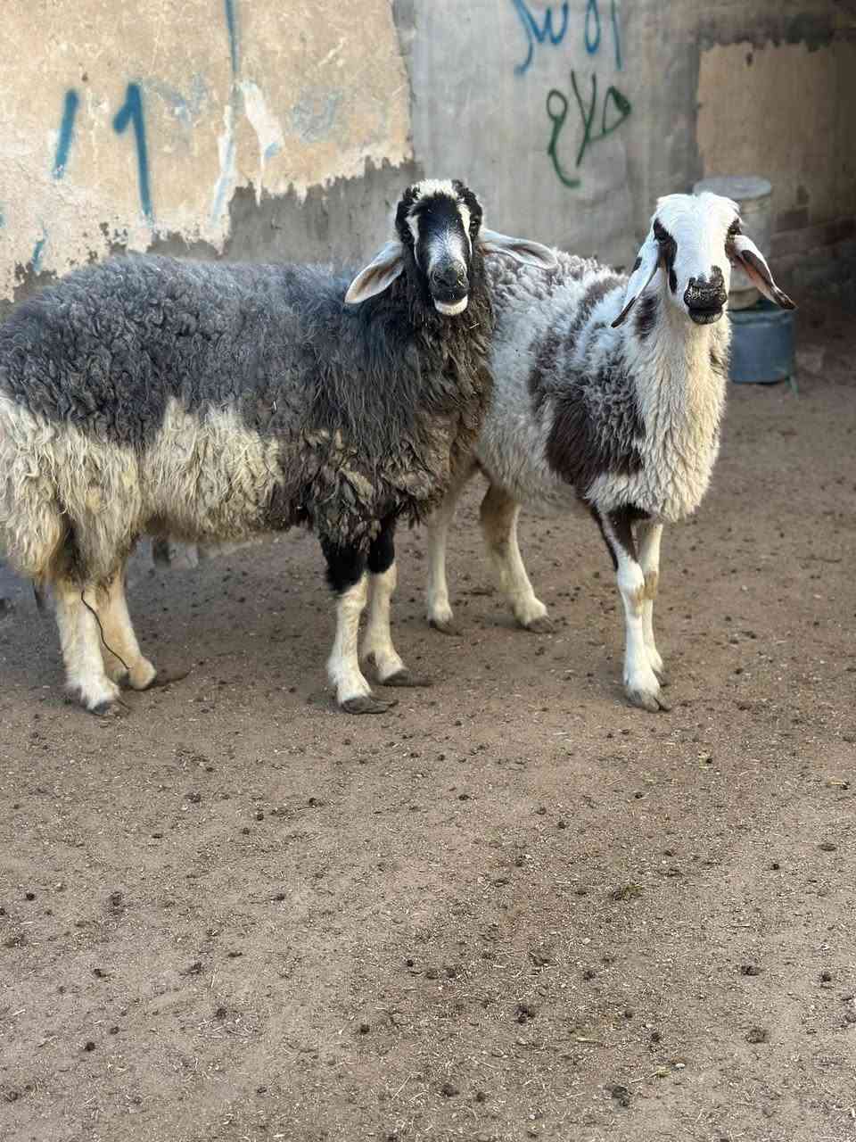 يا الله نعجات مال الكوت نعجات كلش حلوات مآل جناي مكفولات كافت شروط الجني سعرهن 900 وبيهن مجال بصيط مكاني البصره الزبير رقمي *********** يوجد توصيل 🚚 داخل البصره
