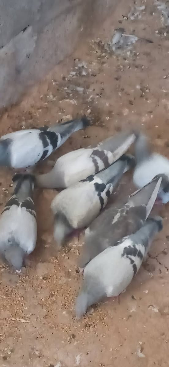 للبيع
***********
