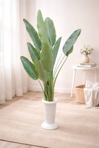 ورود • إيراني أصلي • كوت انوار الصدر