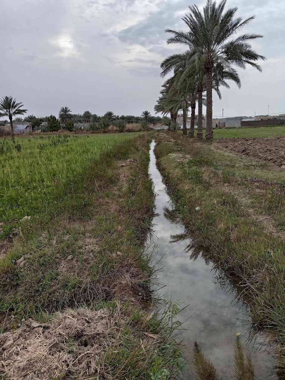 السلام عليكم
دونم أرض زراعيه سند 25 بأسمي متوفر ماء سقى وماء اساله وكهرباء الأرض تحتوي على 13 نخله وكما مبين بالصور أدناه مكانها قرب الإمام سهل عليه السلام منطقة العجيمي باقي التفاصيل الاتصال على الرقم *********** غير متواجد عالفيس بصوره مستمره
