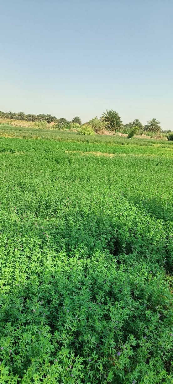 السلام عليكم دونمين زراعي مع بيت بعفك قريب على حي الصناعي ماي كهرباء مولده من حي  الشراي يجي ويشوف ويدلل ***********
