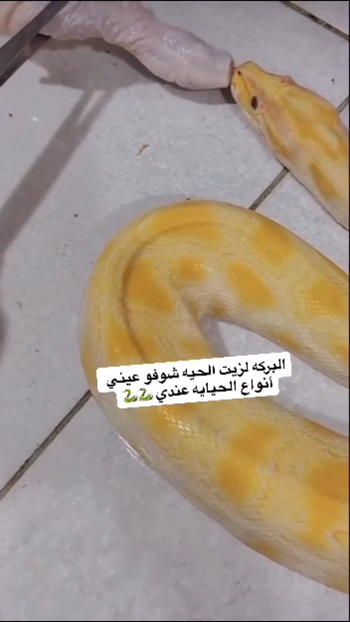 الحيايه بكل انواعها اشتغلها شنو الي تخطر ببالكم 🐍🐍🐍
صرت احبهم بنات 🩵

#زيت#


**إذا كنت صاحب هذا الإعلان وتريد حذفه لأي سبب، رجاءا أرسل رسالة إلى الدعم الفني**