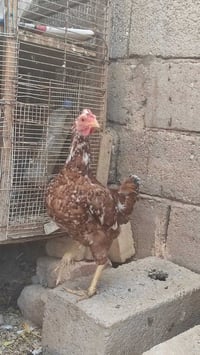 دجاجه عربيه • شرط صحة