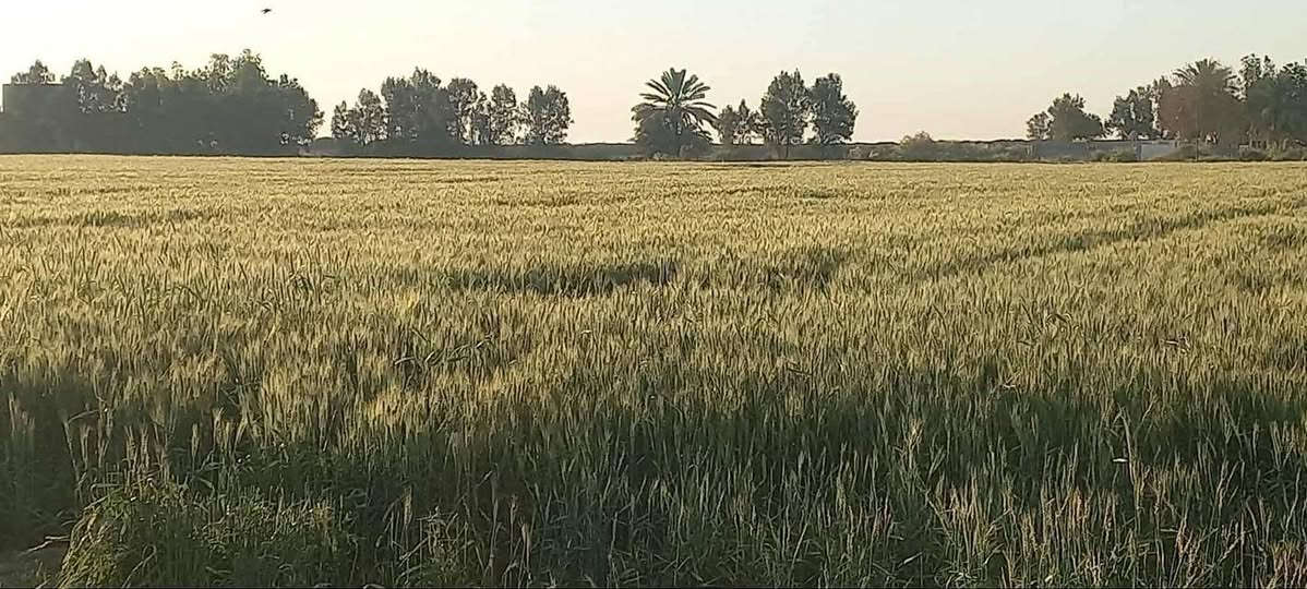 السلام عليكم ارض زراعيه المساحه دونم طابو سند 25 تحويل مباشر حصه ماء سقي اساله كهرباء يبعد عن التبليط والمدارس 400 متر وعن مركز المدينه 5 دقايق مكانها الصويره بدعه حمد سعر 15 للاستفسار على رقم ***********
