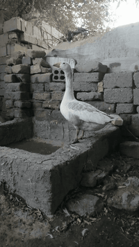 ذكر بط عادي خشن حايل سعر30 الهوير ***********
