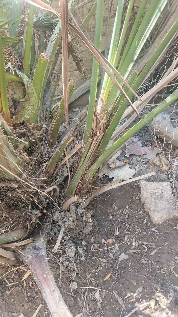 السلام عليكم نخل برحي للبيع صغار سعر مناسب وعندي كبار عنوان قضاء عز الدين السليم الهوير


**إذا كنت صاحب هذا الإعلان وتريد حذفه لأي سبب، رجاءا أرسل رسالة إلى الدعم الفني**