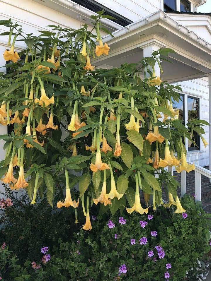 مشتل نباتات نادرة 🌿
🌺 نبتة Angel’s Trumpet (أبواق ملائكه)
✨ إذا تبحث عن نبتة ملفتة وفخمة تخلي حديقتك مميزة…  (Angel’s Trumpet) هي الاختيار المثالي 👌

🌿 المميزات
✔️ أزهار كبيرة متدلية بشكل أبواق رائعة 🌺
✔️ ألوان جذابة (أصفر، وردي، أبيض)
✔️ رائحة عطرية جميلة خصوصاً بالليل 🌙
✔️ تضيف فخامة وجمالية للمكان
💪 التحمل والقوة
✔️ تتحمل أجواءنا الحارة مع عناية بسيطة
✔️ سريعة النمو وتعطي منظر قوي بسرعة
✔️ مجرّبة وناجحة في العراق 🇮🇶
📏 الارتفاع: متر وأكثر
🚚 التوصيل: متوفر لجميع المناطق
🧑‍🌾 معلومات سريعة
تفضل مكان مشمس أو نصف ظل
تحتاج ري منتظم
التقليم يساعد على كثافة الإزهار
✨ ليش تختارها؟
نبتة تعطيك جمال + عطر + منظر فاخر 🌿

💰 السعر: 12,000 دينار
📦 شتلات قوية وجاهزة للغرس
📞 للحجز والاستفسار: ***********
🌿 مشتل نباتات نادرة – نوفر لكم أجمل النباتات 🌿
