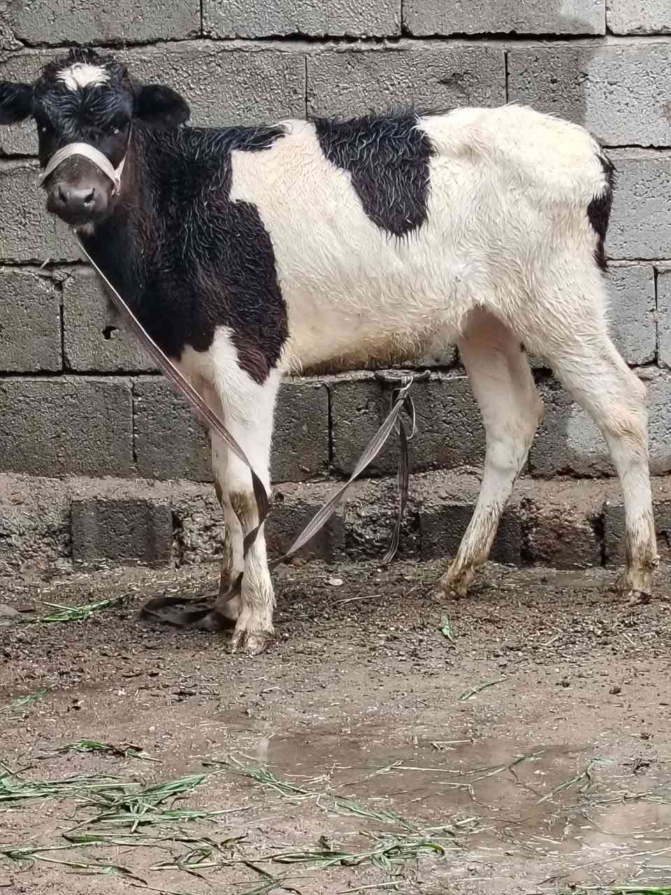 السلام عليكم
للبيع حوليه جنس هولشتاين اصليه عمرها ٦ أشهر وشرط النصاحه السعر 840وبيها مجال الاستفسار الاتصال على الرقم *********** // ***********
