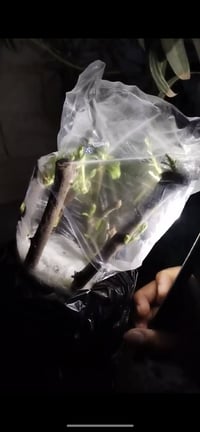 حسن لتطيعم السدر الكبيرة جداً والصغيره بالعين والقلم 07708776151