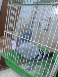 زاجليه للبيع تعال خاص بخدمتك 07767784027