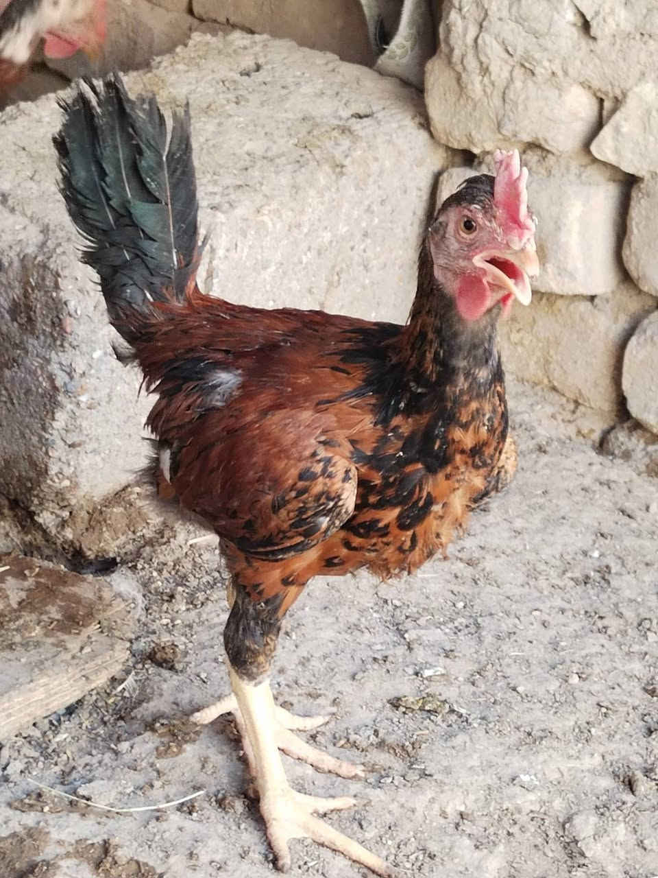 سلام عليكم طيور عرب+ابو ركيبه للبيع شرط الصحه القاح كامل طيور حلوات ونضيفات وبيهن الوان حلوه…  +ديوجه للبيع عدد3 مكاني ناصريه قضاء النصر السعر خاص او تتصل عل رقم ***********
