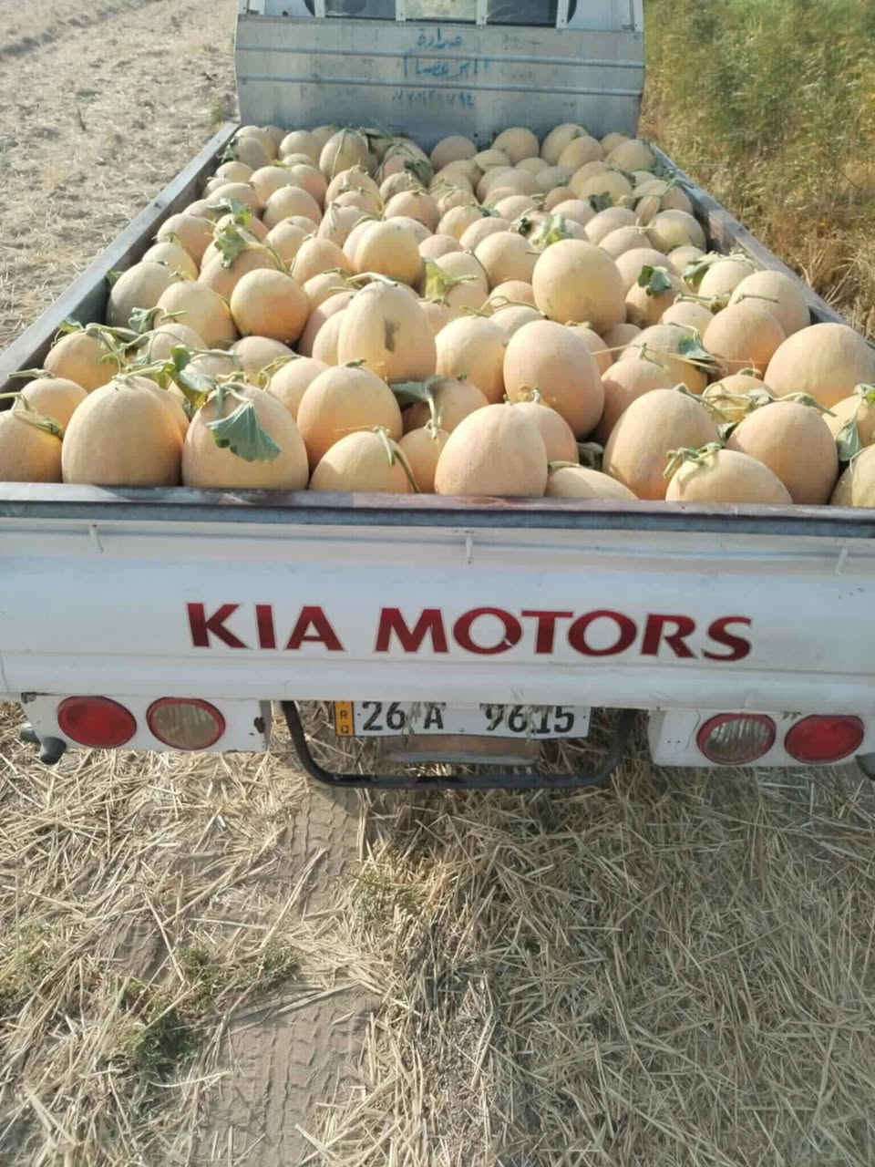 بطيخ اناناس التايلندي صنف مختار بعناية للمزارعين انتاج عالي طعم مميز مقاوم للاصابات •
🟧 المميزات 

🟧 هجين قوي عالي الإنتاجية
🟧 نسبة إنبات مضمونة تصل إلى 90%
🟧 ثمار متجانسة بالحجم والشكل
🟧 لون شبكي ذهبي جذاب تسويقياً
🟧 طعم مميز بنسبة سكر (Brix) عالية
🟧 تحمل ممتاز للحرارة والإجهاد
🟧 مناسب للزراعة المكشوفة والبيوت البلاستيكية
متوفر في مكتبنا مكتب حيدر الصالحي للتجهيزات الزراعيه ***********

