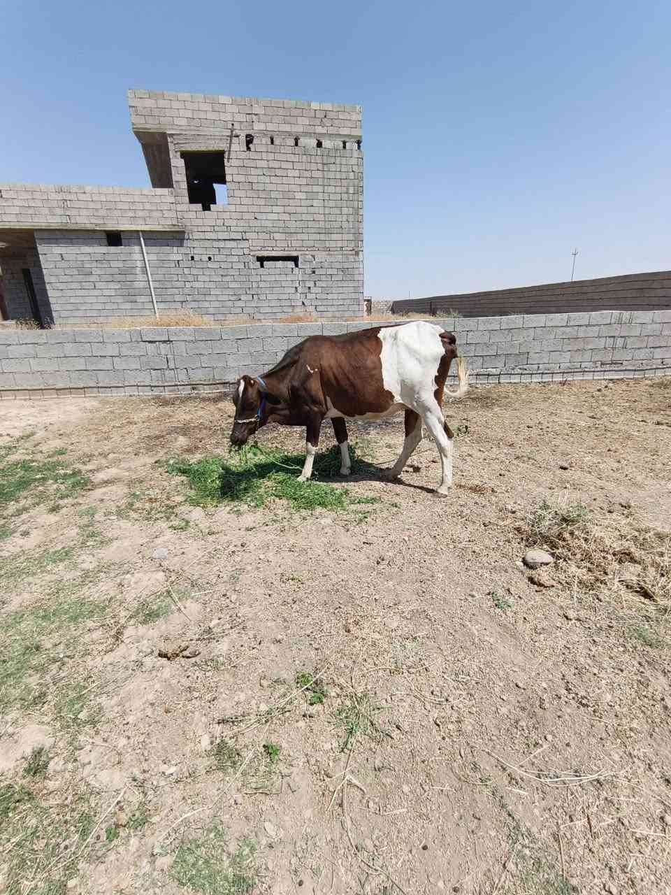 ابكره هولنديه عشار ٣اشهر والده بطن وشايلتو ثاني مكفله علا كل عيب بعد الولاد مكان قريه اصبيح سعره مليون و ٨٥٠ ومجال قليل ***********
