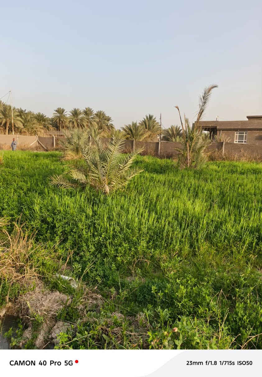 بستان للبيع – فرصة استثمارية مميزة 🪸

📍 الموقع: قريب من مركز المدينة (فقط 6 كم)
🚧 يبعد 700 متر عن الشارع الرئيسي
🛣️ واصل بتبليط فرعي

📐 المساحة: دونم كامل
💧 السقي: سيح (ماء متوفر) بالاضافة الى خدمات ماء كهرباء
📄 السند: طابو اعتراف مباشر

✅ يحتوي على عده اشجار مع اربعين تاله (نخل ) 
✅ موقع هادئ ومناسب للاستثمار أو الاسكن اوالاستجمام
✅ الشارع المقابل قصر مصطفى خان. 

 السعر: (300) وقابل للتفاوض للجادين

📞 للاستفسار: (***********)
