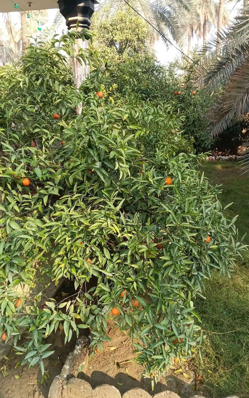 اللهم صلِّ على سيدنا وحبيبنا ونبينا محمد 🌺

السلام عليكم ورحمة الله وبركاته 🩶
اهلنا وحبايبنا في واسط❤❤
حييتم اهلًا
ونزلتم سهلًا

تدور على طعم الاصيل؟
تدور على شغل نظيف من ايد اهلها؟
تعال جرب مدكوكة الجحيشي بالجاون العراقي بطعم سمسم 😋😘

🥄مدكوكة أصلية
🟥مدكوكة بالجاون العراقي مثل ما سووها اجدادنا،، 
🟥طعم سمسم يفتح النفس ويغني الاكلة 😋😘😚
🟥شغل نضيف،، ترتيب ودكة تشرف❤️‍🔥

🍽الجحيشي ابن حامد ذهيب يشتغل بكل اكلات العرب،،

🌿فوائد المدكوكة**
🩶نكهة قوية طبيعية بدون اضافات☺️😉
🩶السمسم معروف بقيمته الغذائية🌺❤
🩶مقوي عام ومنشط فعال😋❤️‍🔥❤️‍🔥
🩶يعطيك طاقة والطعم غني عن التعريف☺️❤

📢مع الجحيشي..
نقدملك طعم العراقي الاصيل
حتى كل بيت عراقي يكول:-
هذا هو الطعم صح🇮🇶

🟤جربها مرة..وتبقى تطلبها دوم
ابن حامد ذهيب الجحيشي 
(ابو رسول عامر الجحيشي) 
شغله غني عن التعريف ومذاق اكله لا يقدر بثمن 

العنوان:-
الصويرة_قرية جويميسة الغربية 
للحجز وطلب 
الاتصال على الارقام التالية:-
***********
***********

🚕تتوفر خدمة توصيل داخل الصويرة
