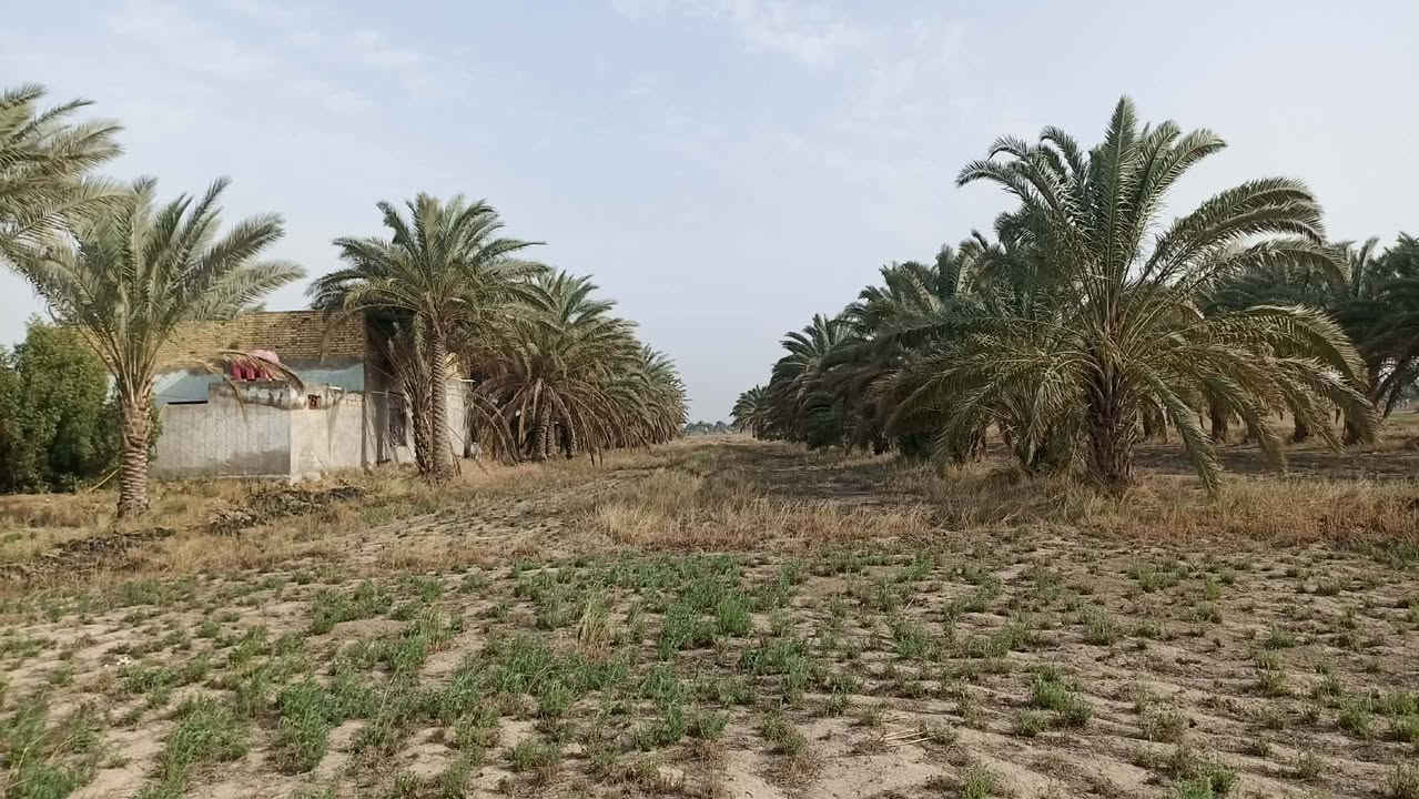 🌟 أرض زراعية للبيع – موقع استثماري مميز 🌟

📍 الموقع: طريق الديوانية – الدغارة، بداية الحولي (الهلالات) من جهة البو حنين، وعلى الحولي مباشرة.

📐 المساحة: 15 دونم
📏 الواجهة: 55 متر
📄 الطابو: سند 25
🏡 خارج حدود البلدية

✅ متوفر كافة الخدمات.
✅ تصلح للسكن والزراعة والاستثمار.
✅ موقع استراتيجي على الحولي مباشرة.
✅ مستقبل تجاري واعد، حيث من المتوقع أن يصبح الموقع على مسار رئيسي لسيارات الحمل والنقل الخارجي بين بغداد والكوت والنجف والمحافظات الأخرى بعد اكتمال الحولي.

💰 السعر: 48 مليون للدونم الواحد.

📞 للاستفسار مراجعة مكتب علاء الخالدي للعقار أو الاتصال بالرقم ***********
