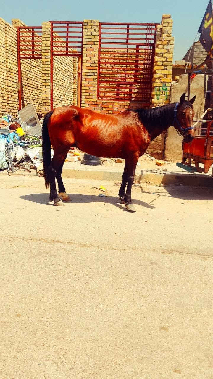 فرس عربيه عشره 7شهر مكاني بغداد بسعر مناسب ***********
