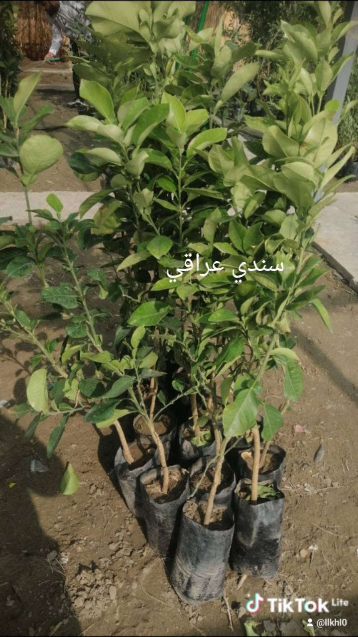 انواع الورد والأشجار الي يريد يزرع يشتري من هذه المشتل الجزيره العنوان سده البوعلي جاسم قرب محطه اساله الماء اسعار مناسبه الي يفتح مشروع اصغير لازم الكل ساندهم وتشتري منهم حته يبقه مستمر في عمله خلي ابن الديره يستفاد وانت المشتري مستفاد اسعار مناسبه وقريبه عليكم


**إذا كنت صاحب هذا الإعلان وتريد حذفه لأي سبب، رجاءا أرسل رسالة إلى الدعم الفني**