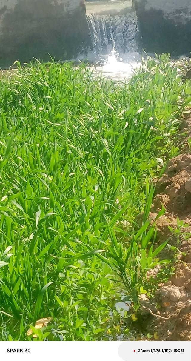 ارض زراعيه للبيع المساحه دونم ويوجد بتلو رباط كونكريت داخل الارض الشارع 8م ويتوفر ماء اساله وماء سكي من البدعه منطقه  السميلات قرب مضيف غزوان آل خيرالله السعر 20 وبيهه مجال للاستفسار الاتصال على الرقم ***********
